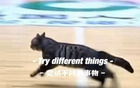 猫猫也想打球，广东四川CBA比赛中场地内跑进一只小猫
